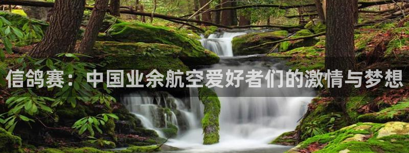 919体育直播间在线看：信鸽赛：中国业余航空爱好者们的激情与梦想